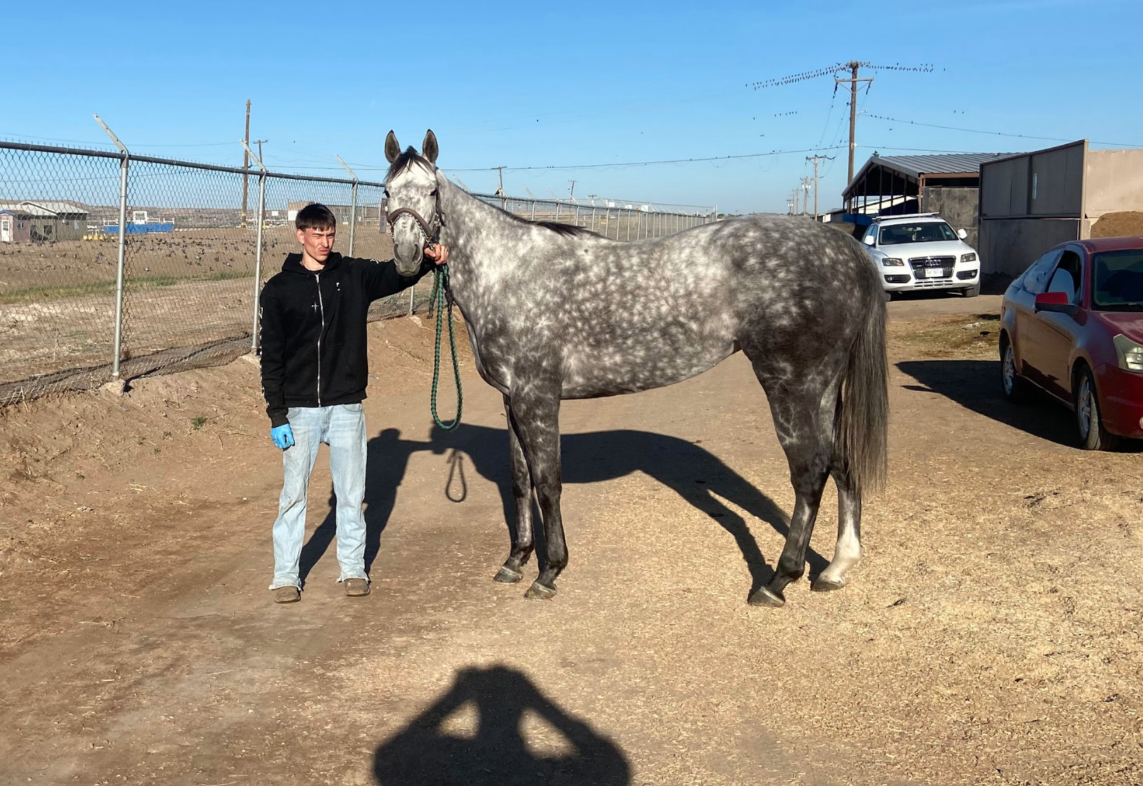 Vegas Love — Gray/Roan Mare for sale in the AtTheGate online thoroughbred auction